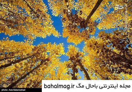 عکس طبیعت زیبای فصل پاییز تازه
