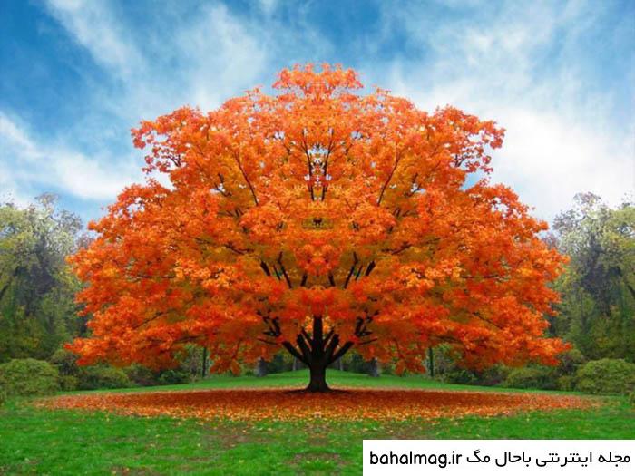 عکس طبیعت زیبای فصل پاییز جدید