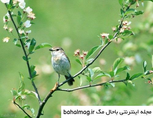 جالب ترین عکس طبیعت زیبای نوروزی