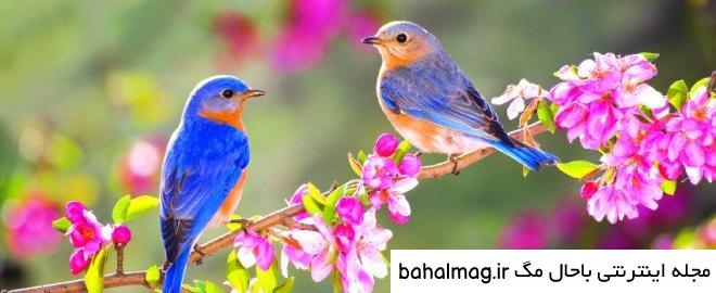 خاص ترین عکس طبیعت زیبای نوروزی