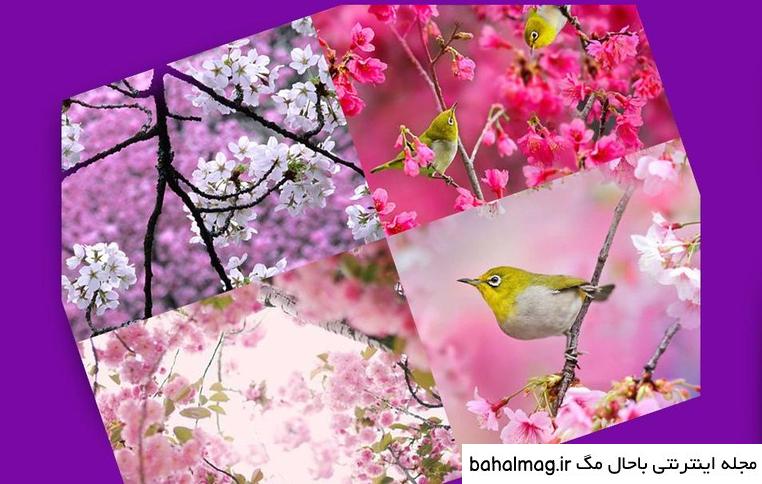 عکس طبیعت زیبای نوروزی خاص