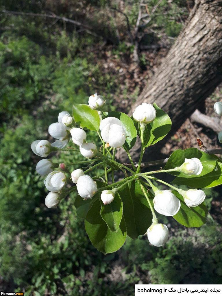 عکس طبیعت زیبای نوروزی دانلود