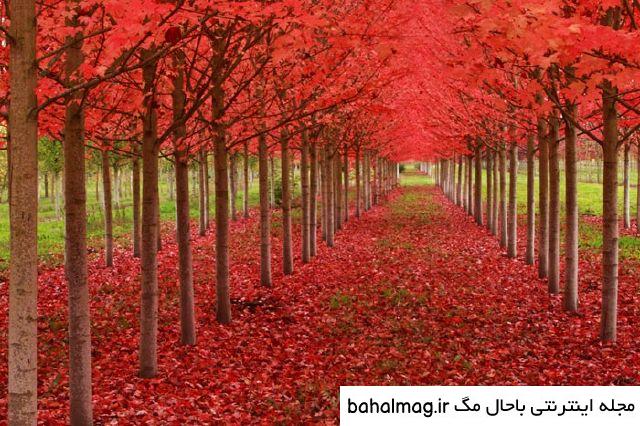 عکس طبیعت واقعی برای تصویر زمینه