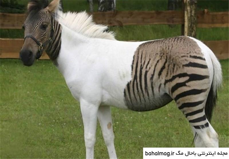 عکس طبیعت واقعی جدید