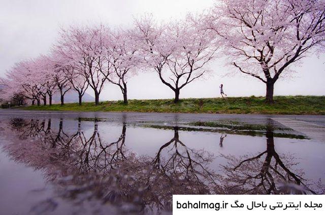 عکس طبیعت واقعی خاص
