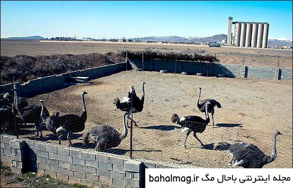 عکس طراحی شترمرغ خاص