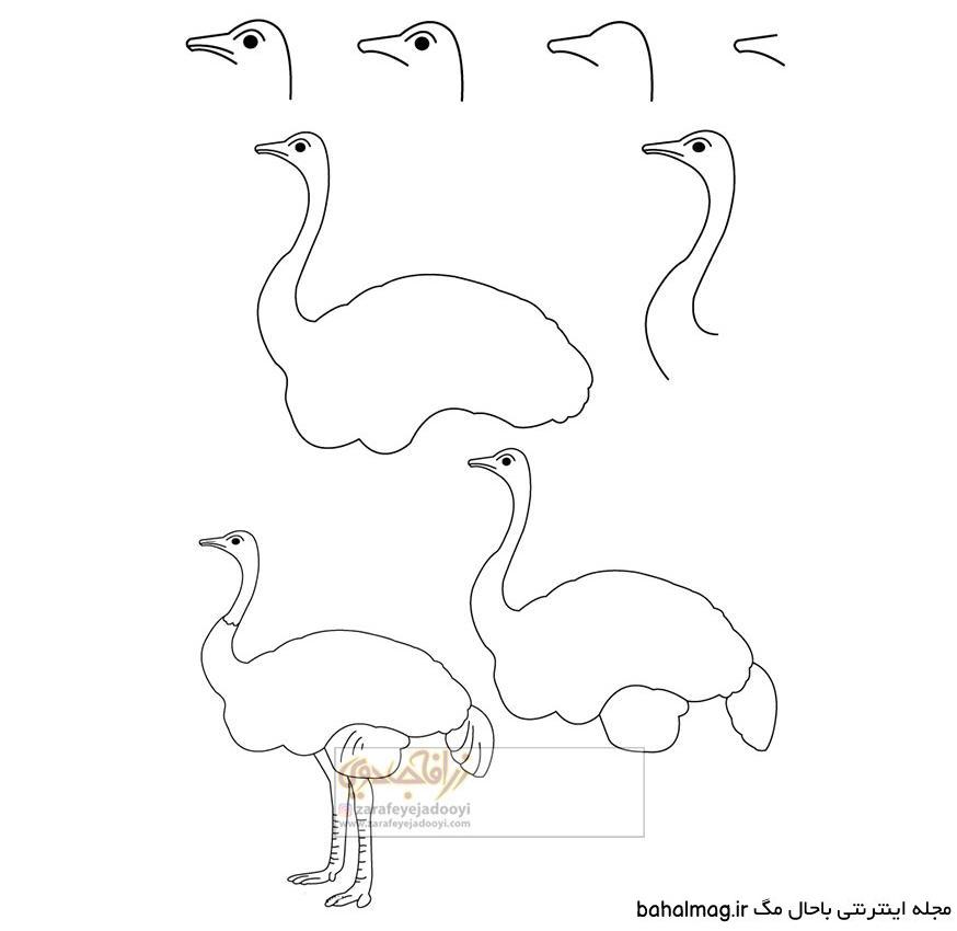 عکس طراحی شترمرغ