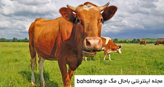 جدیدترین عکس طنز سال گاو