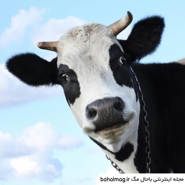 عکس طنز سال گاو باحال مگ