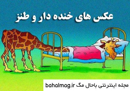 عکس طنز سال گاو تازه