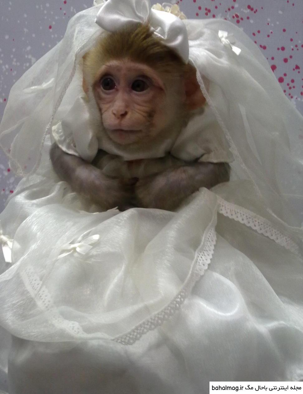عکس میمون با لباس عروس ️ [ بهترین تصاویر ]