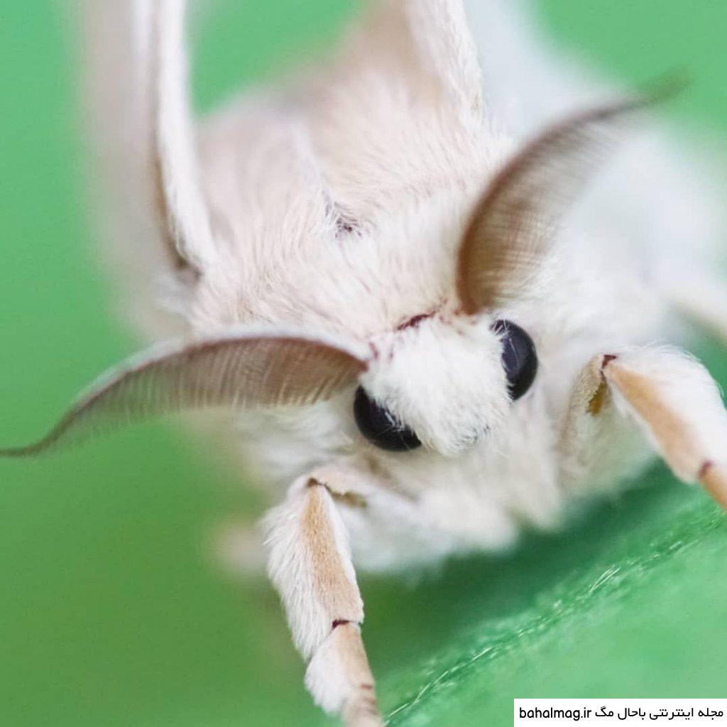 عکس پروانه ابریشم ️ [ بهترین تصاویر ]