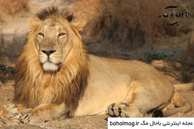 عکس تاتو چشم شیر