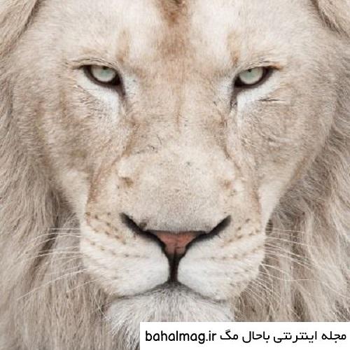 عکس شیر چشم ابی