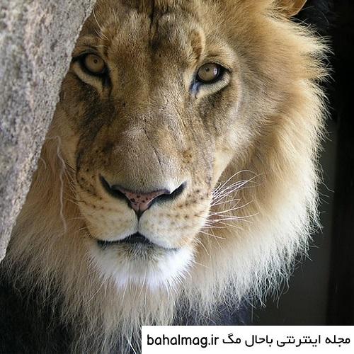 عکس شیر چشم سبز