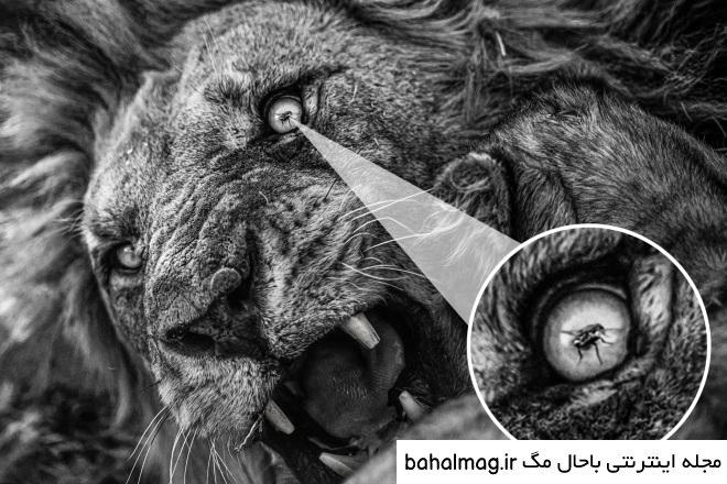 عکس شیر چشم قرمز