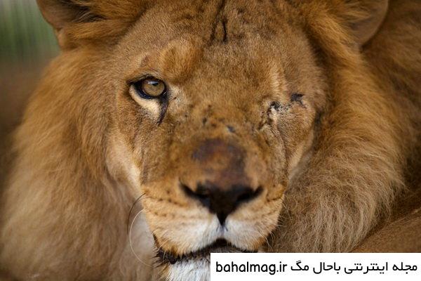عکس چشم شیر به روز