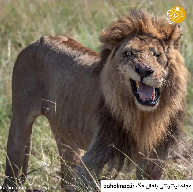 عکس چشم شیر