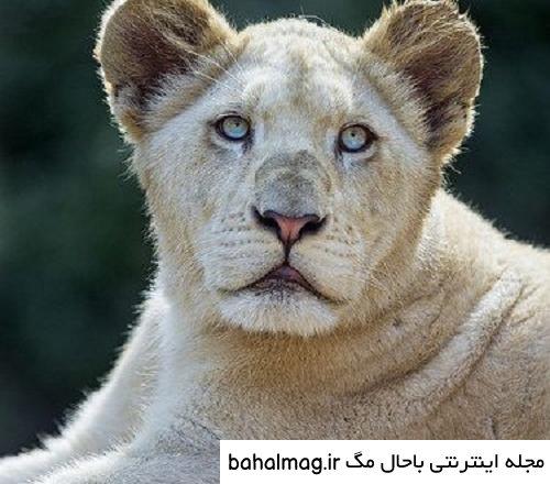 عکس گیاه چشم شیر