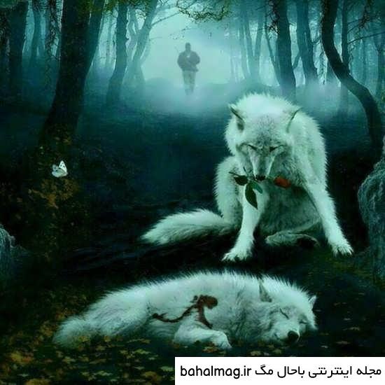 عکس گرگ آتشین تازه