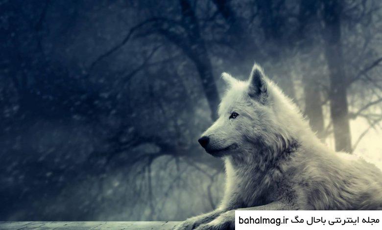 عکس گرگ آتشین جدید