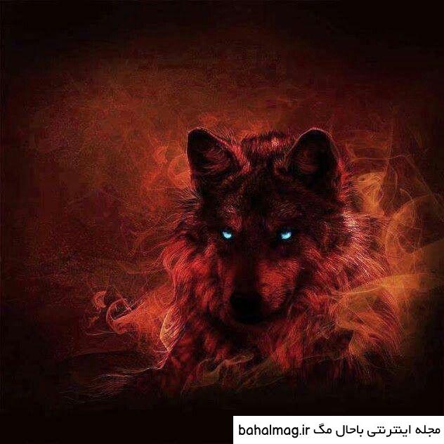 عکس گرگ آتشین دانلود