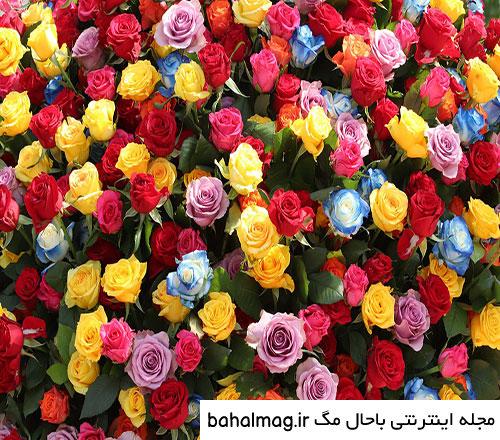عکس گل تازه