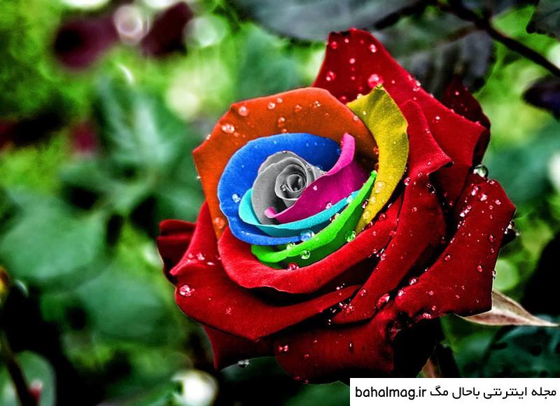 عکس گل جدید