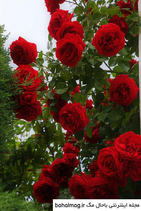 عکس گل زرد