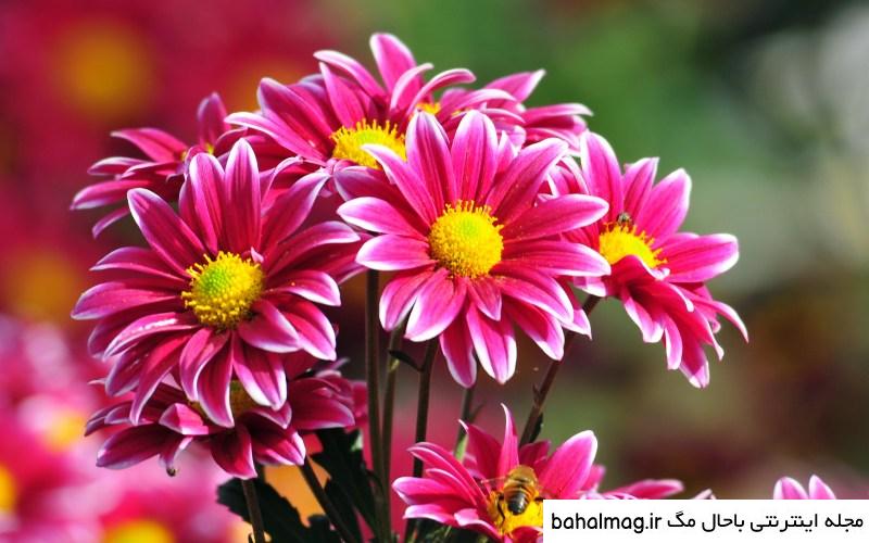 عکس گل طبیعی