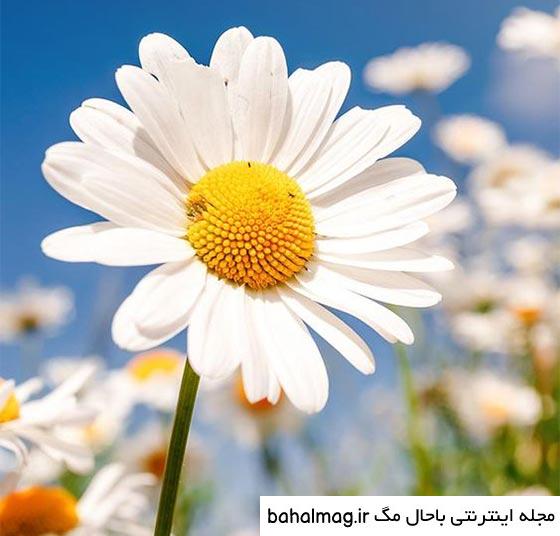 عکس گل نرگس