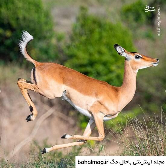 به روز ترین عکس یک آهو