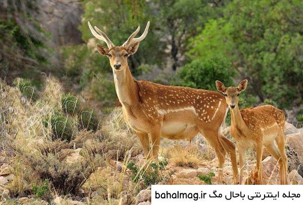 بهترین عکس یک آهو