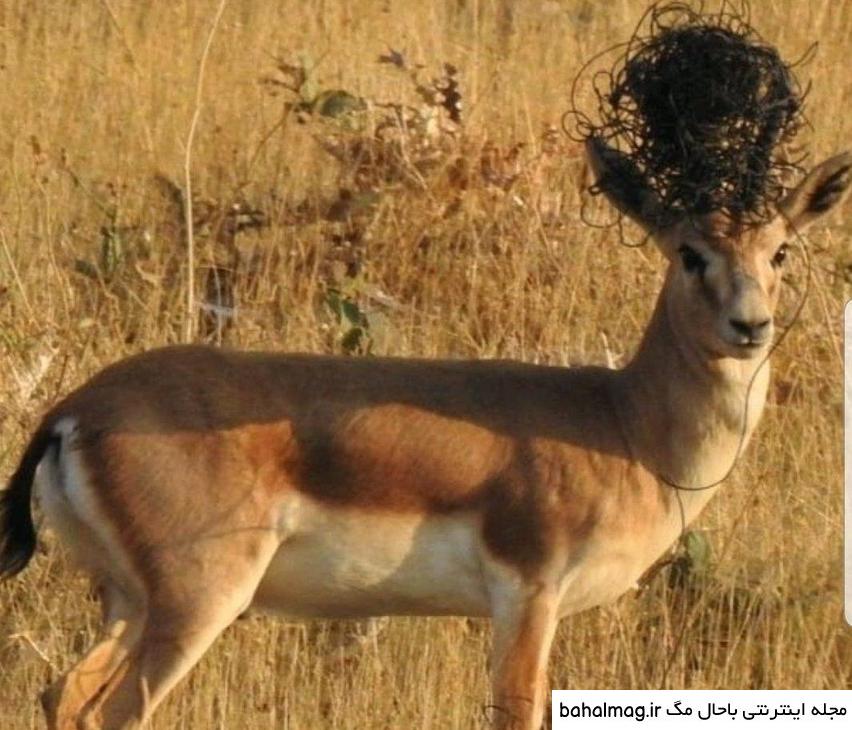 تازه ترین عکس یک آهو