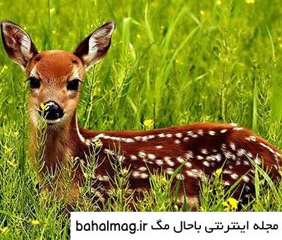 جدیدترین عکس یک آهو