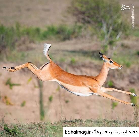 جذاب ترین عکس یک آهو