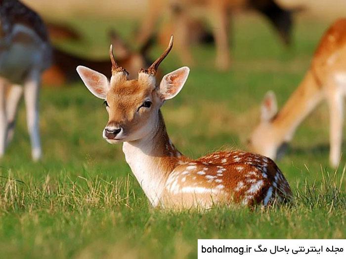 خاص ترین عکس یک آهو