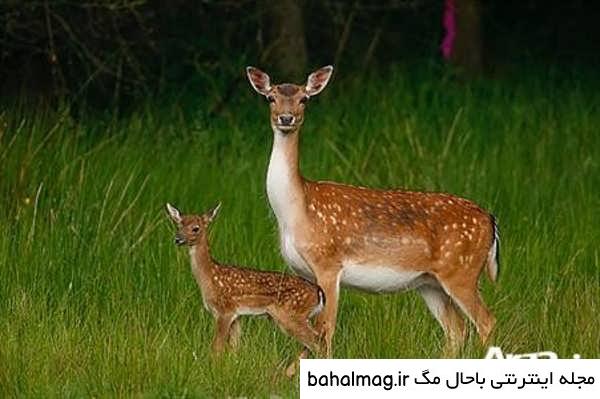 دانلود عکس یک آهو