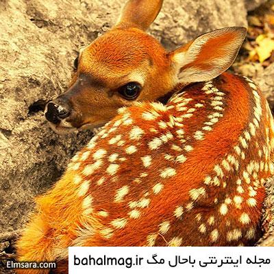 عکس یک آهو با کیفیت
