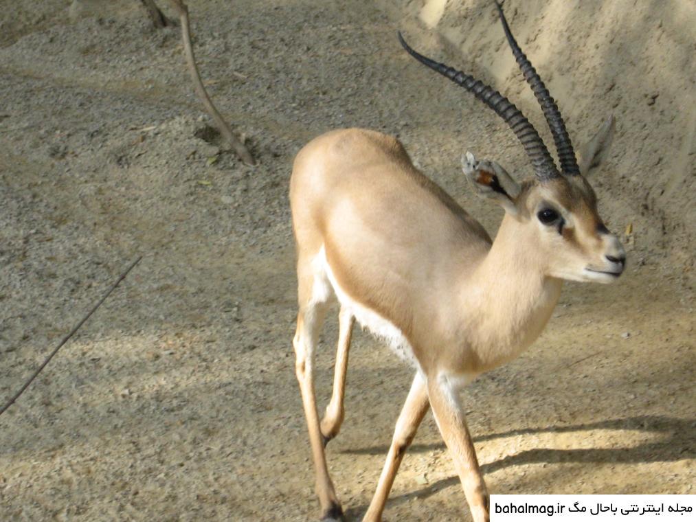عکس یک آهو باحال مگ