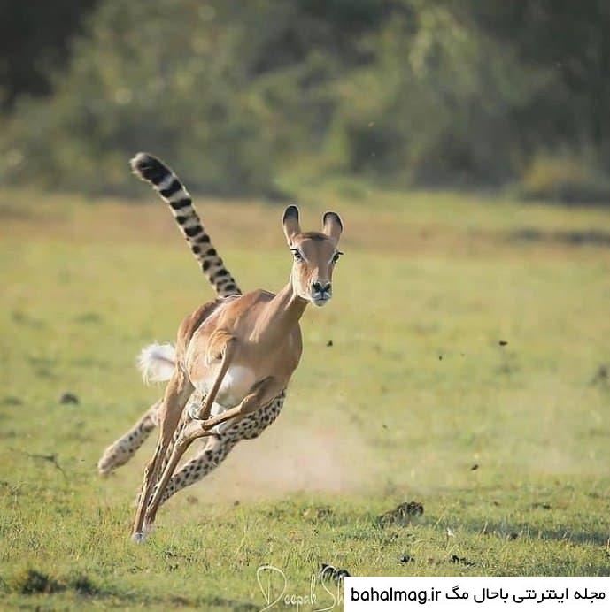 عکس یک آهو به روز
