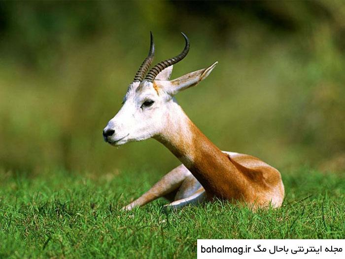 عکس یک آهو تازه