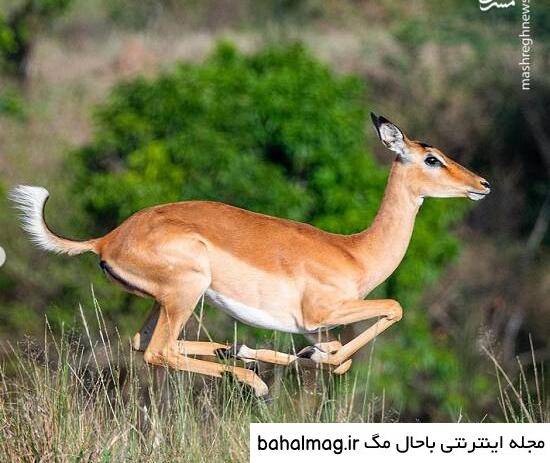 عکس یک آهو جدید