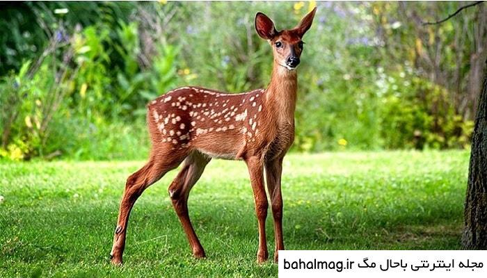 ناب ترین عکس یک آهو