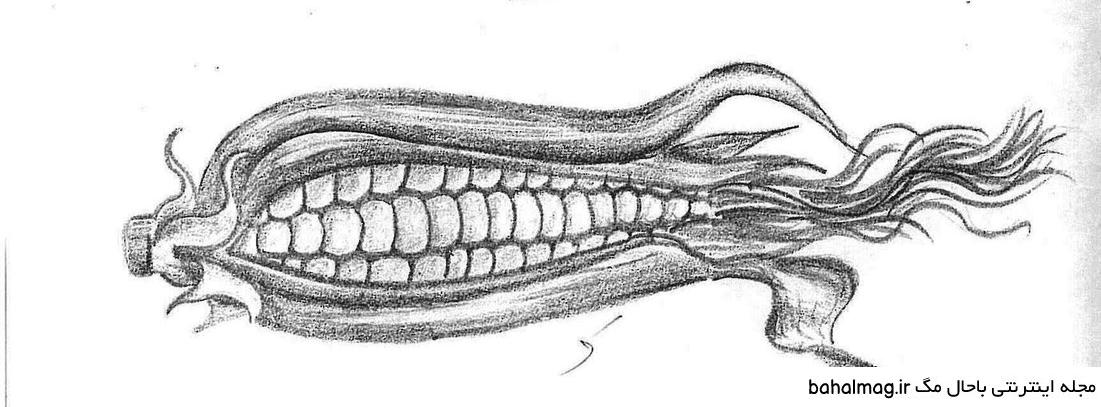 نقاشی ذرت کلاس اول ️ [ بهترین تصاویر ]