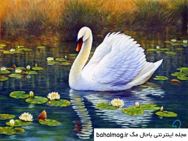 نقاشی-قو-فانتزی