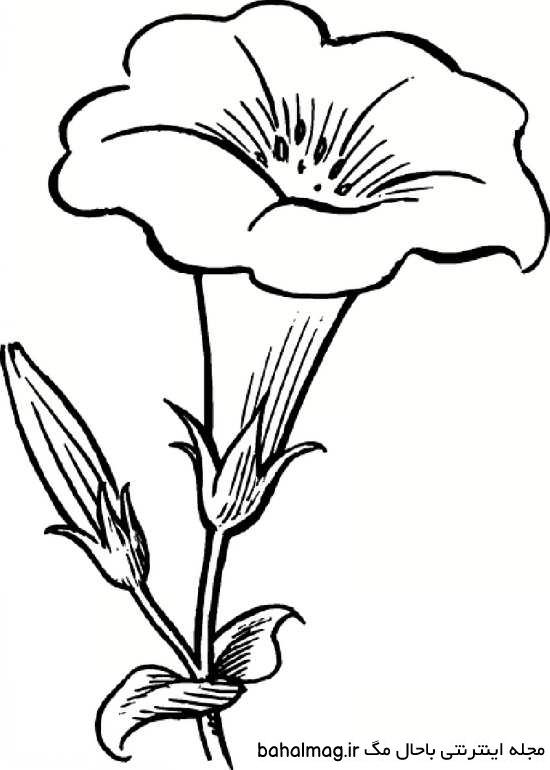 نقاشی گل قشنگ و زیبا